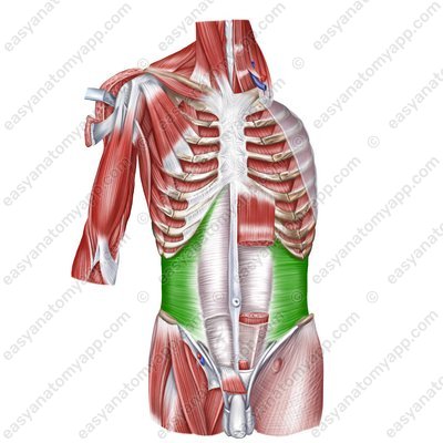 Transverse abdominal muscle (m. transversus abdominis)
